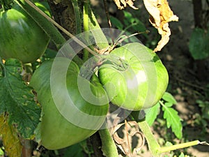 Green big tomatoes closeup