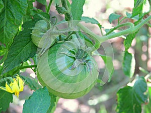 Green big tomatoes closeup