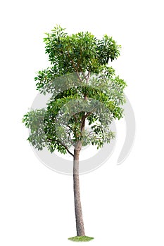 Green Big tree isolate on white background. Illustrations for various scenery in the forest