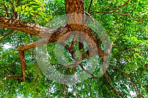 Green Big tree isolate on white background. Illustrations for various scenery in the forest