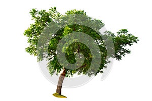 Green Big tree isolate on white background. Illustrations for various scenery in the forest