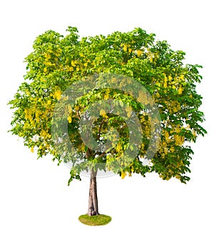 Green Big tree isolate on white background. Illustrations for various scenery in the forest