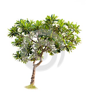 Green Big tree isolate on white background. Illustrations for various scenery in the forest