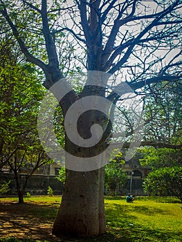 Green big trees all around in Lodhi Garden Delhi, Big trees in the Jungle