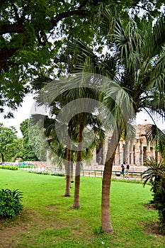 Green big trees all around in Lodhi Garden Delhi, Big trees in the Jungle