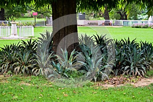 Green big trees all around in Lodhi Garden Delhi, Big trees in the Jungle