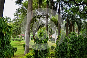 Green big trees all around in Lodhi Garden Delhi, Big trees in the Jungle