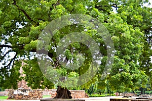 Green big trees all around in Lodhi Garden Delhi, Big trees in the Jungle