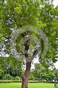 Green big trees all around in Lodhi Garden Delhi, Big trees in the Jungle