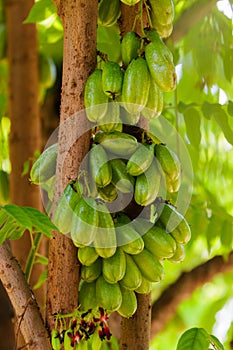 Green Bilimbi (Averhoa bilimbi Linn.) or cucumber fruits