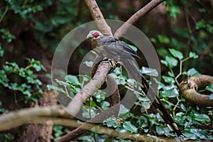 Green billed Malkoha on branch in the forest
