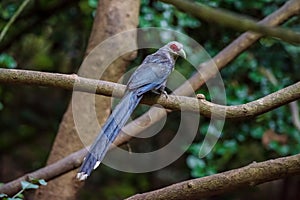 Green billed Malkoha on branch in the forest