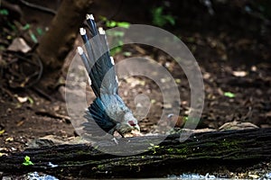 Green billed Malkoha on branch in the forest