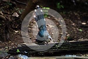 Green billed Malkoha on branch in the forest