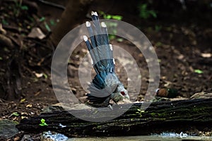 Green billed Malkoha on branch in the forest