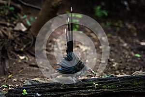 Green billed Malkoha on branch in the forest