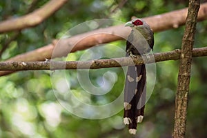 Green billed Malkoha on branch in the forest