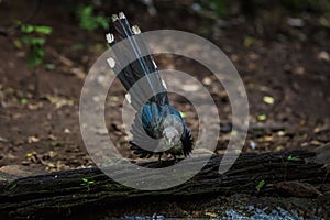 Green billed Malkoha on branch in the forest