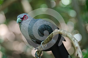 Green billed Malkoha in nature