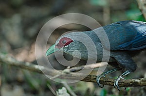 Green billed Malkoha in nature