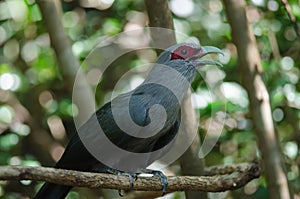 Green billed Malkoha in nature