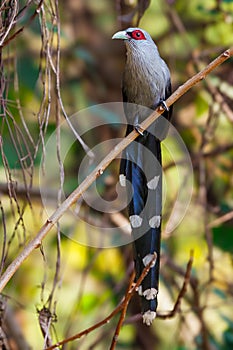 Green-billed malkoha standing on a branch