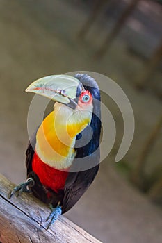 Green-billed Toucan