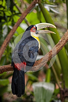 The green-billed toucan Ramphastos dicolorus,, is  found in southern Brazil