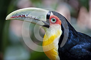 The green-billed toucan Ramphastos dicolorus,, is  found in southern Brazil