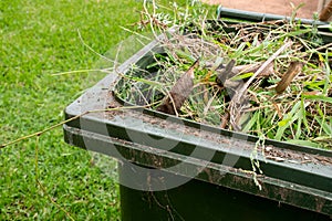 Green bin container filled with garden waste.