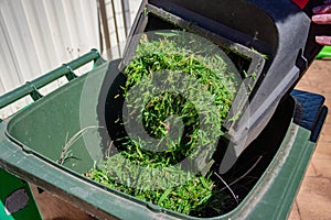 Green bin container filled with mowed grass. Lawn mower basket emptying into the bin. Spring clean up in the garden.