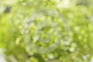 Green bio background with blurred foliage and summer sunlight