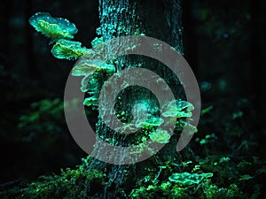 Green bioluminescent fungus on tree in forest