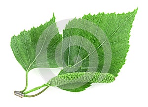 Green birch branch with catkins and green leaves isolated on white background. Medicine, cosmetology and food processing