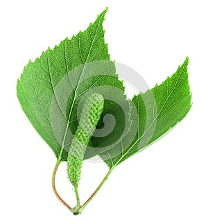 Green birch branch with catkins and green leaves isolated on white background. Medicine, cosmetology and food processing