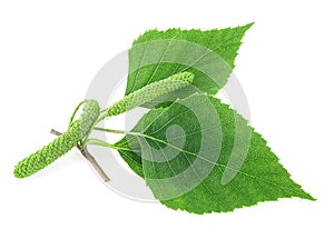 Green birch branch with catkins and green leaves isolated on white background. Medicine, cosmetology and food processing