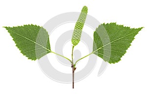 Green birch bud and leaves isolated on white background