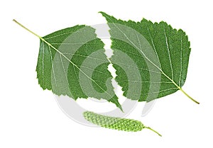 Green birch bud and leaves isolated on white background. Top view