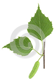 Green birch bud and leaves isolated on white background, top view