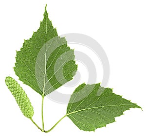 Green birch bud and leaves isolated on white background, top view