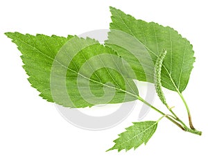 Green birch bud and leaves isolated on white background. Young birch tree