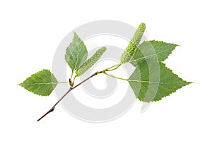 Green birch buds and leaves isolated on white background