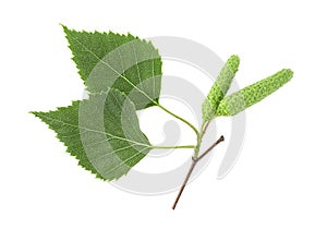 Green birch buds and leaves isolated on white background