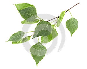 Green birch buds and young birch leaves isolated on white background. Spring birch tree