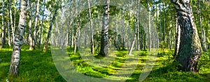 green birch forest glade at sunny summer day