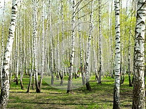 Green birch forest in the spring. Grove of birch trees with green leaves in spring