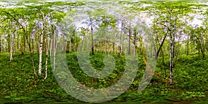 Green birch forest in summer white trunks of trees. Spherical panorama 360vr