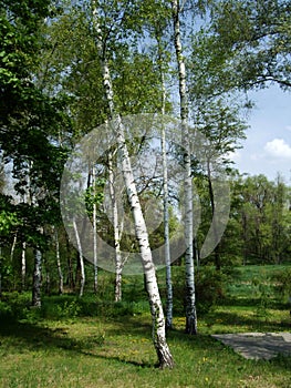 Green birch and grass in garden park