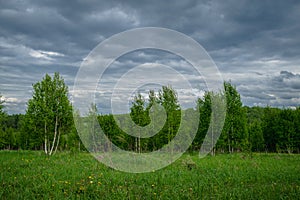 Green birch grove in cloudy weather