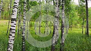 Green birch grove in Russia.